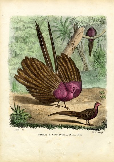 Argusfasan, 1863-79 von Raimundo Petraroja